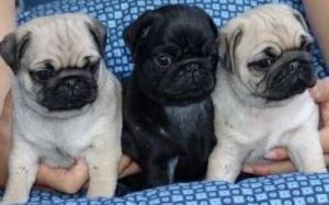 Gorgeous pug puppies black & cream