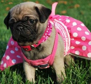 Top Quality pug puppies available