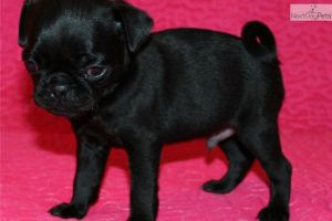 Awesome And Beautiful Pug Puppies For Adoption