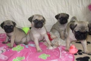 Outstanding Pug Pups For Re-homing (***) ***-***9.