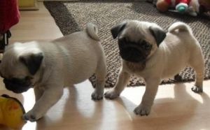 Akc Pug Puppies. Text Us At (***) ***-***0