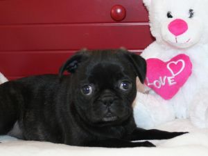 Pug puppy Ready