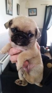 ****pug Puppies Ready (***) ***-***3