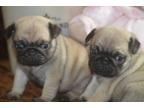 Adorable outstanding Pug puppies