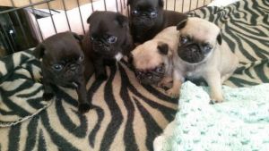 Cute Pug Puppies