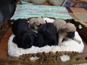 Charming Pug Puppies
