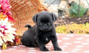 pug puppies for sale.