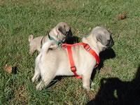 Lovely Pug puppies for sale