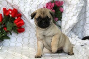 Pug puppies for sale
