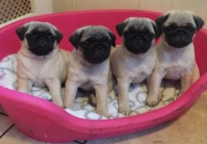 Well socialized Pug Puppies