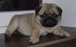 Beautiful PUG Puppies for Adoption