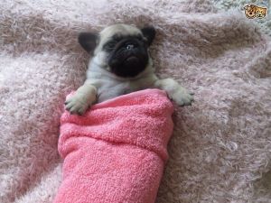 amazing pug pug puppies for adorable