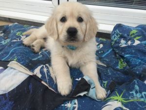 amazing pug puppy for lovely and aforabke home