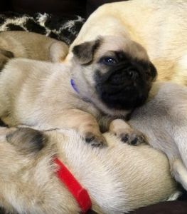 Pug Puppies For Lovely Homes