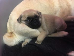 lovely pug puppies for lovely homes