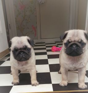 Gorgeous Pug Puppies ready to go