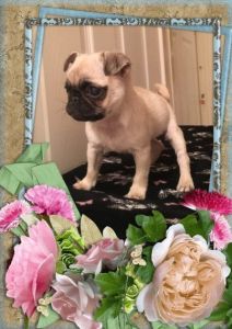 Kc Reg Beautiful Miniture Pug Puppies