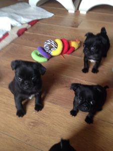 Lovely Pug Puppies Ready Now