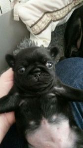 Fully Vaccinated pug puppies
