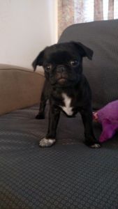 Male pug puppy