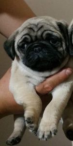 Purebreed Pug Puppies
