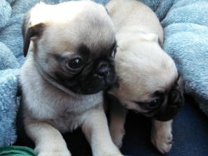 CKC female pug puppies