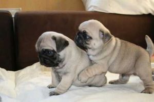 male and female pug pups