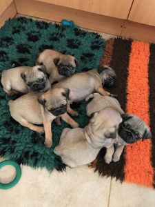 Stunning Pug Puppies 4 boys and girls