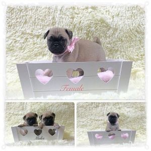 Pug Puppies For Sale