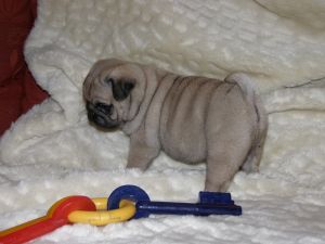 Cute Pug puppies available