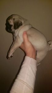 Fawn Pugs puppies for sale