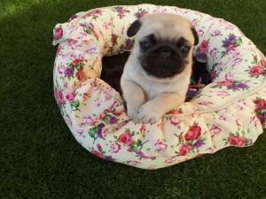 Beautiful Pug Puppies For Sale