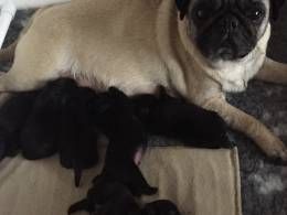 Gorgeous Kc Registered Black Pug Puppies