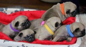 Healthy Pug puppies for sale