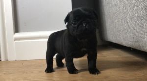 Gorgeous Pedigree Pug Litter For Sale