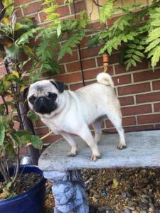 amazing beautiful pug girl