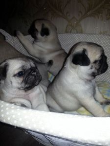 We have cute and Healthy Pug Puppies now ready for a new home