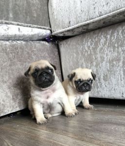 Beautiful Pug Puppies