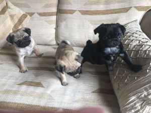 Pedigree Pug Puppys!