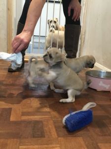 d Stunning Pug Puppies(***) ***-***4