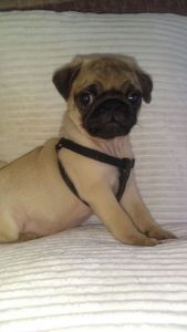 Stunning Kc Male and Female Pug Puppies