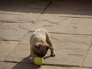 Stunning Fawn Pug Pups