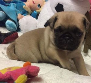 KC Registered Pug *stud Only*