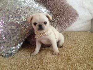 Beautiful Pug Puppies For Sale