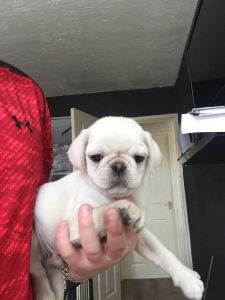 Beautiful Pug Puppies