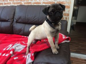 Kc Reg Pug Puppies