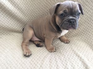 French Bulldogs Puppies