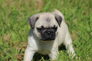 Ready Now! Kc Reg Fawn Pug Female Puppy