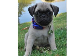 Stunning Fawn Pug Pups Last Girl Left
