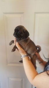 Beautiful Pug Puppies For Sale